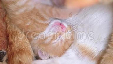 与母亲和兄弟躺在巢里的小猫，闭上眼睛，非常可爱